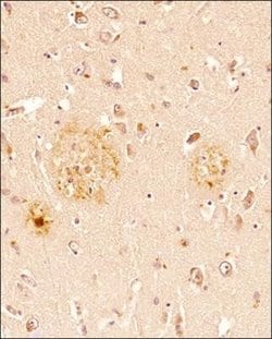 beta Amyloid Antibody (MOAB-2) - Azide and BSA Free, Novus Biologicals